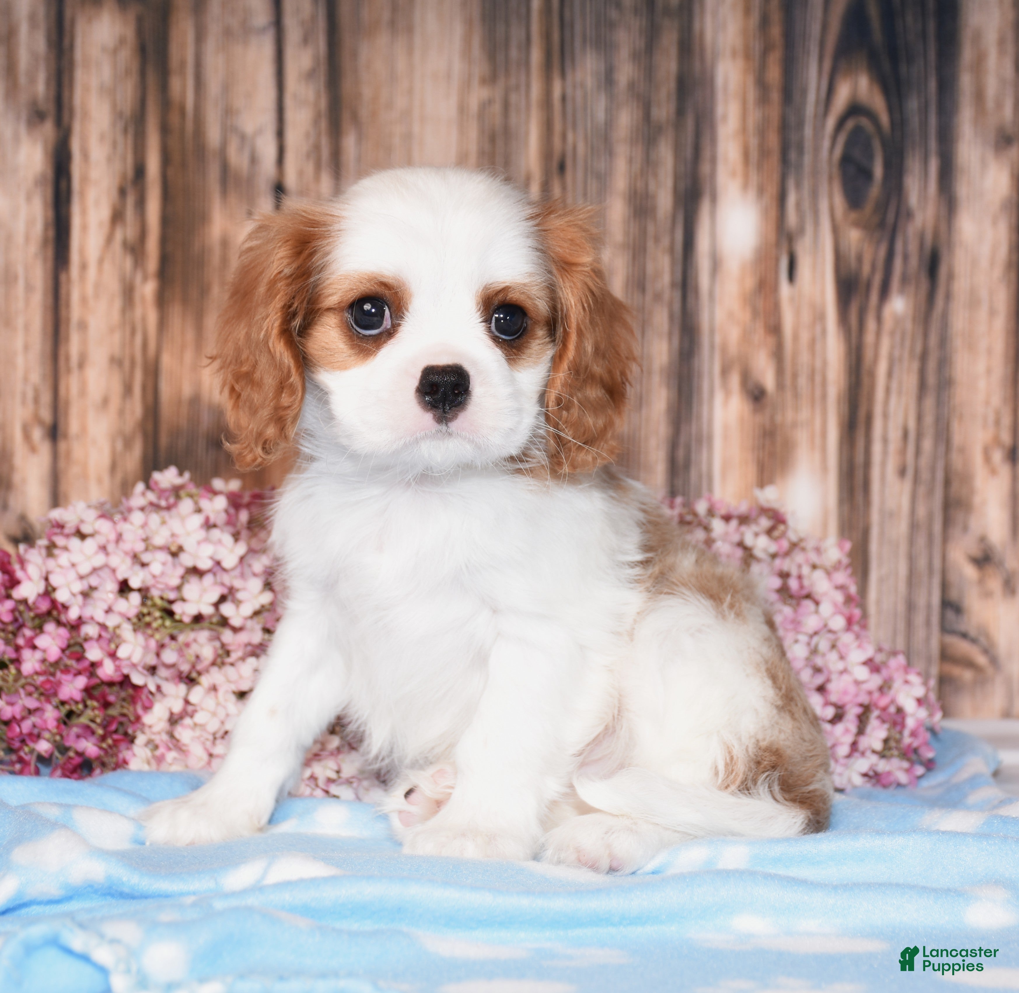 Cavalier King Charles Spaniel dogs Derby - Ad 1