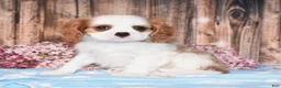 Cavalier King Charles Spaniel dogs for sale: Derby - Ad 1
