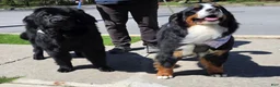 Mixed Breed dogs for sale: Mixed Breed Puppy 3 - Ad 1
