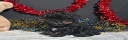 Miniature Poodle dogs for sale: Luna - Ad 1