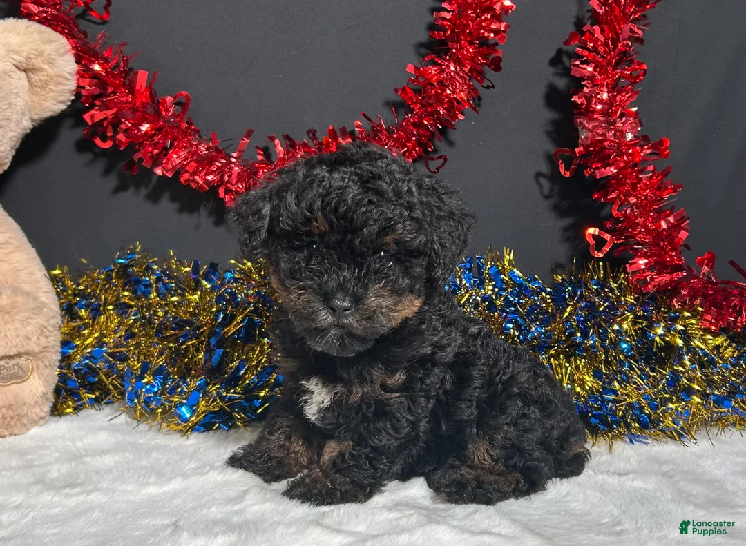 Miniature Poodle dogs for sale: Luna - Ad 1