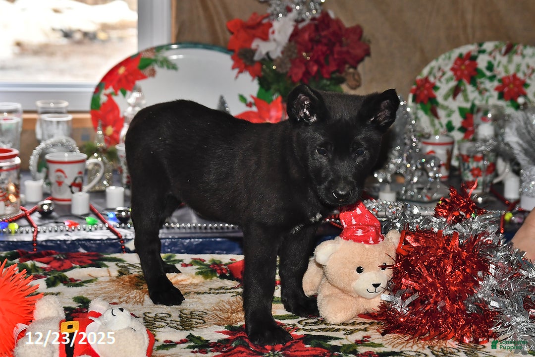 Belgian Malinois dogs for sale: Zeus - Ad 7