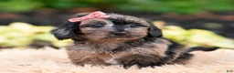 Yorkiepoo dogs for sale: Esmeralda - Ad 1
