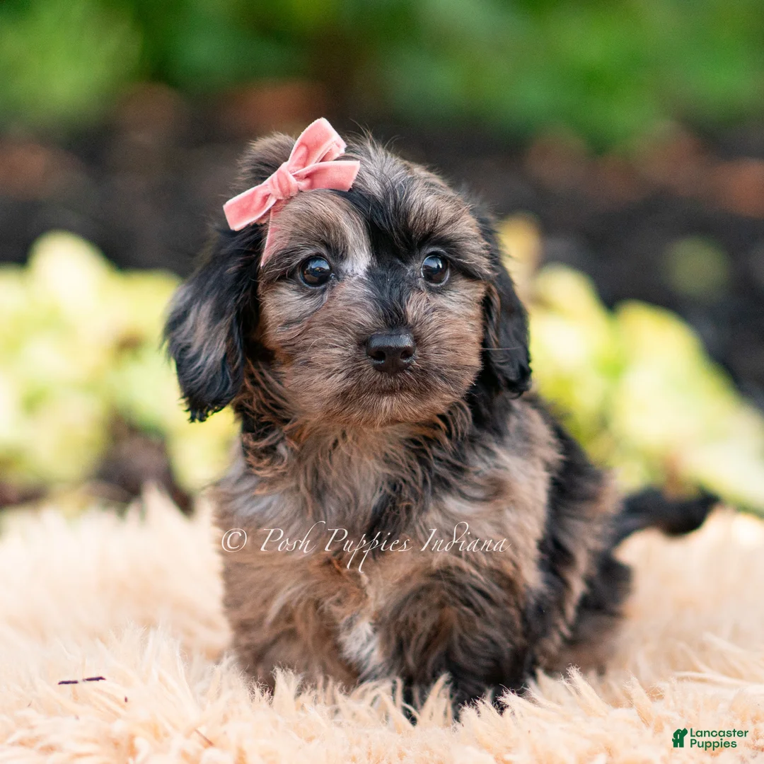 Yorkiepoo dogs for sale: Esmeralda - Ad 1