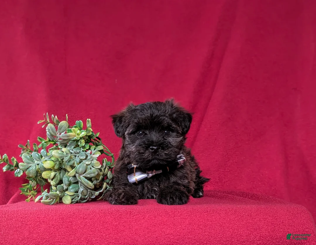 Yorkiepoo dogs for sale: Grady - Ad 6