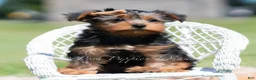 Yorkshire Terrier dogs for sale: Russ - Ad 2