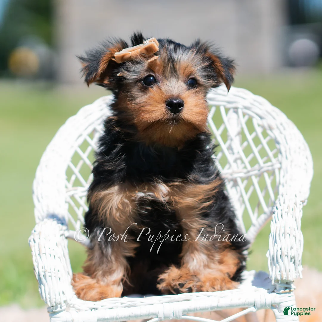 Yorkshire Terrier dogs for sale: Russ - Ad 2