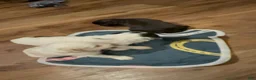 Bichpoo dogs for sale: Hershey - Ad 26