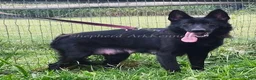 Gerberian Shepsky dogs for sale: Sable Male - Ad 2