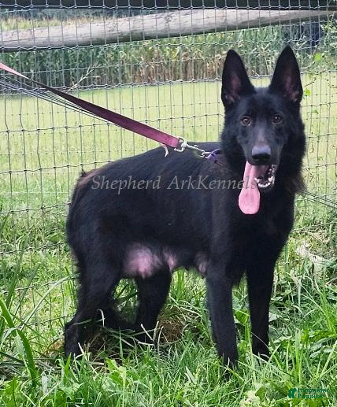 Gerberian Shepsky dogs for sale: Sable Male - Ad 2