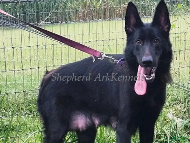 Gerberian Shepsky dogs for sale: Pink Collar Female - Ad 2