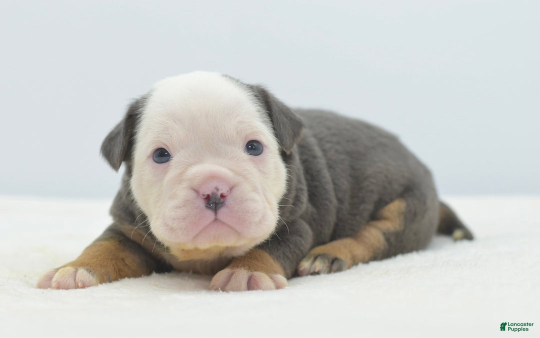 Mixed Breed dogs for sale: Macho blue mini  - Ad 18