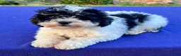 Mini Bernedoodle dogs for sale: Popsicle - Ad 4