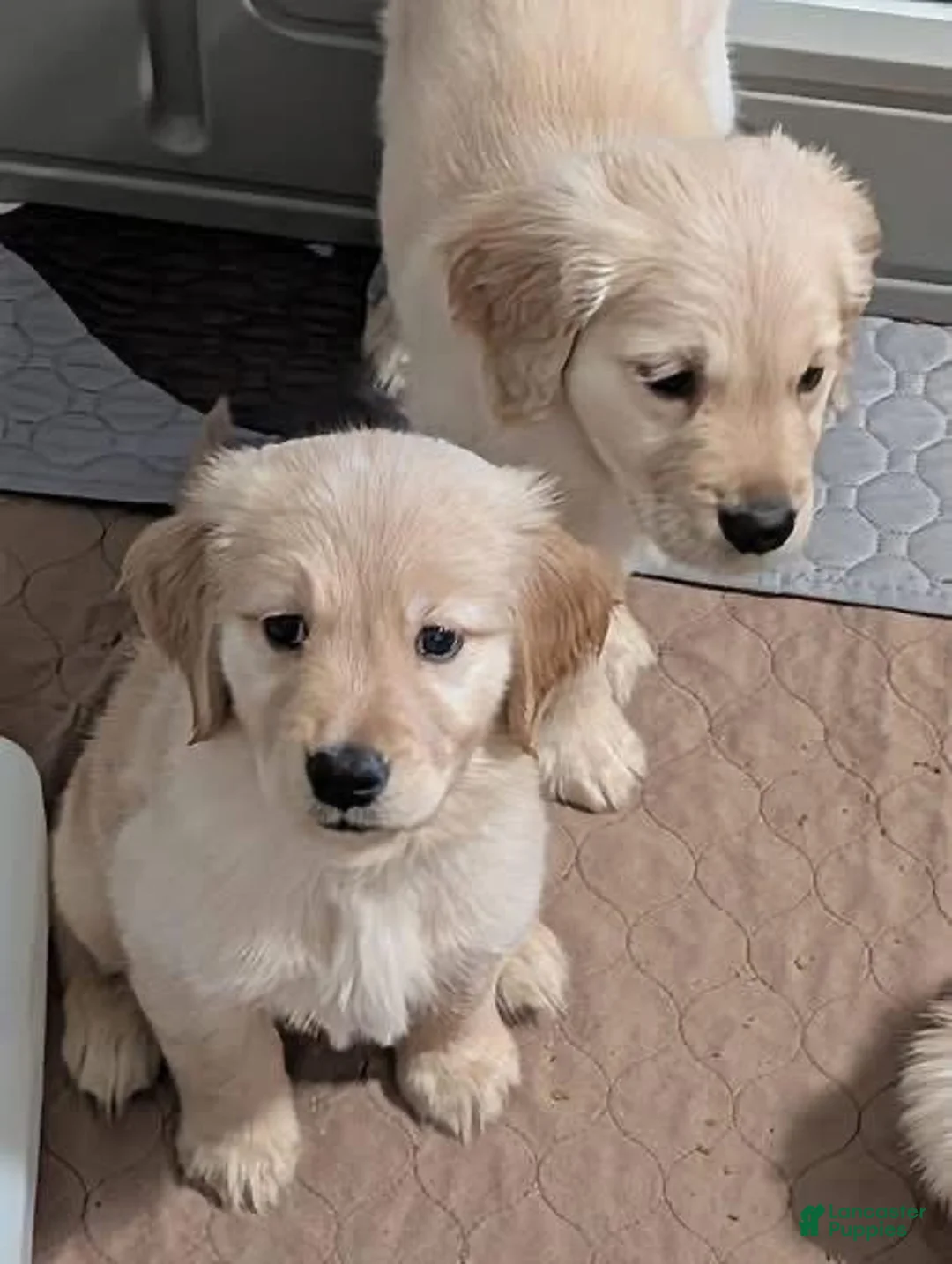 Golden Retriever dogs for sale: Golden Retriever Puppy 6 - Ad 1