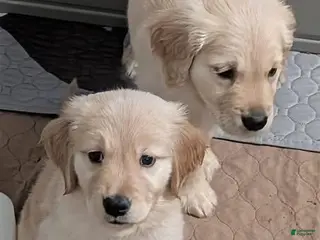 Golden Retriever dogs Golden Retriever Puppy 6 - Ad 6