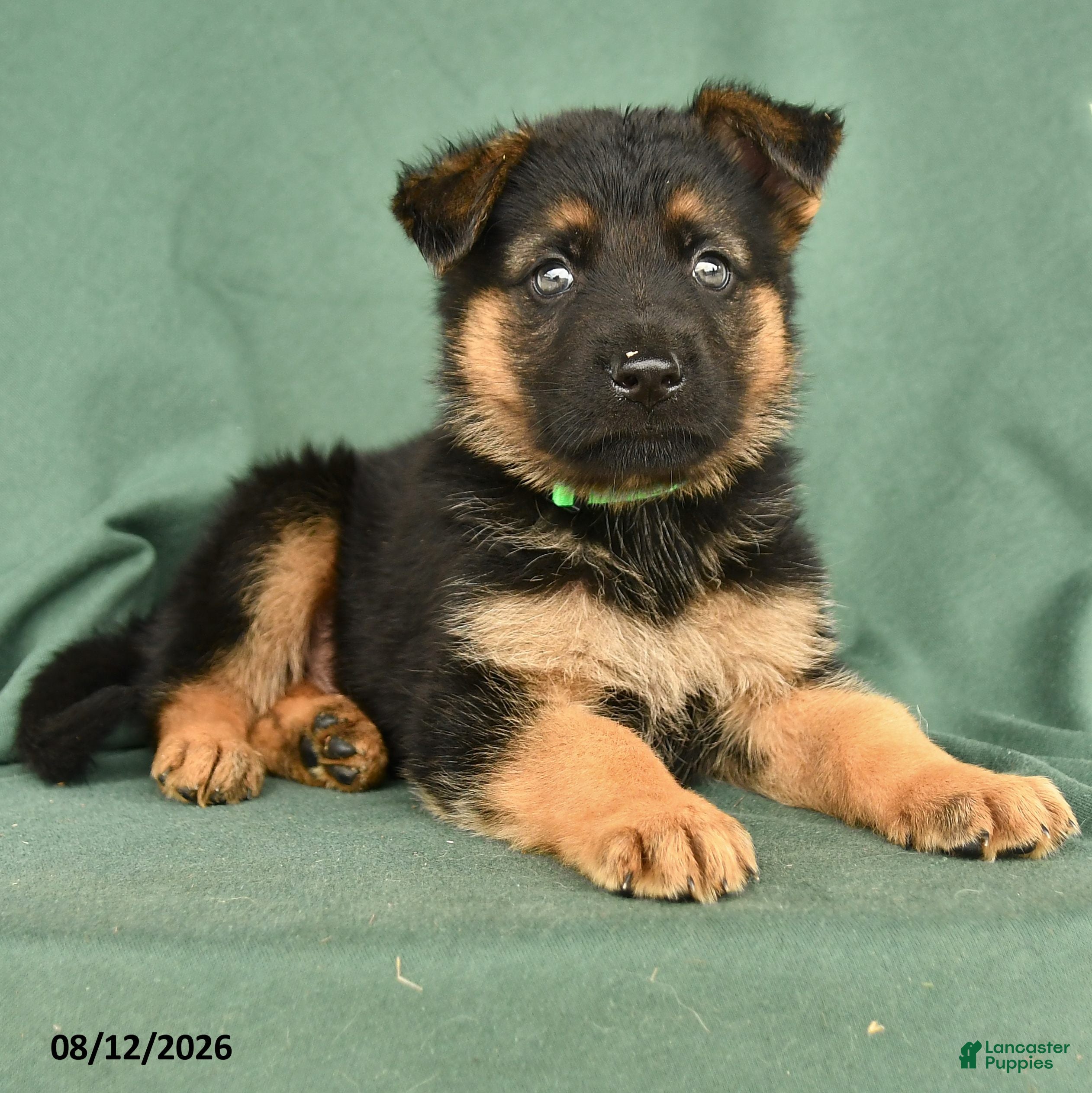 German Shepherd dogs Gunner - Ad 2