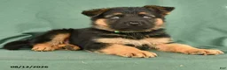 German Shepherd dogs for sale: Gunner - Ad 2