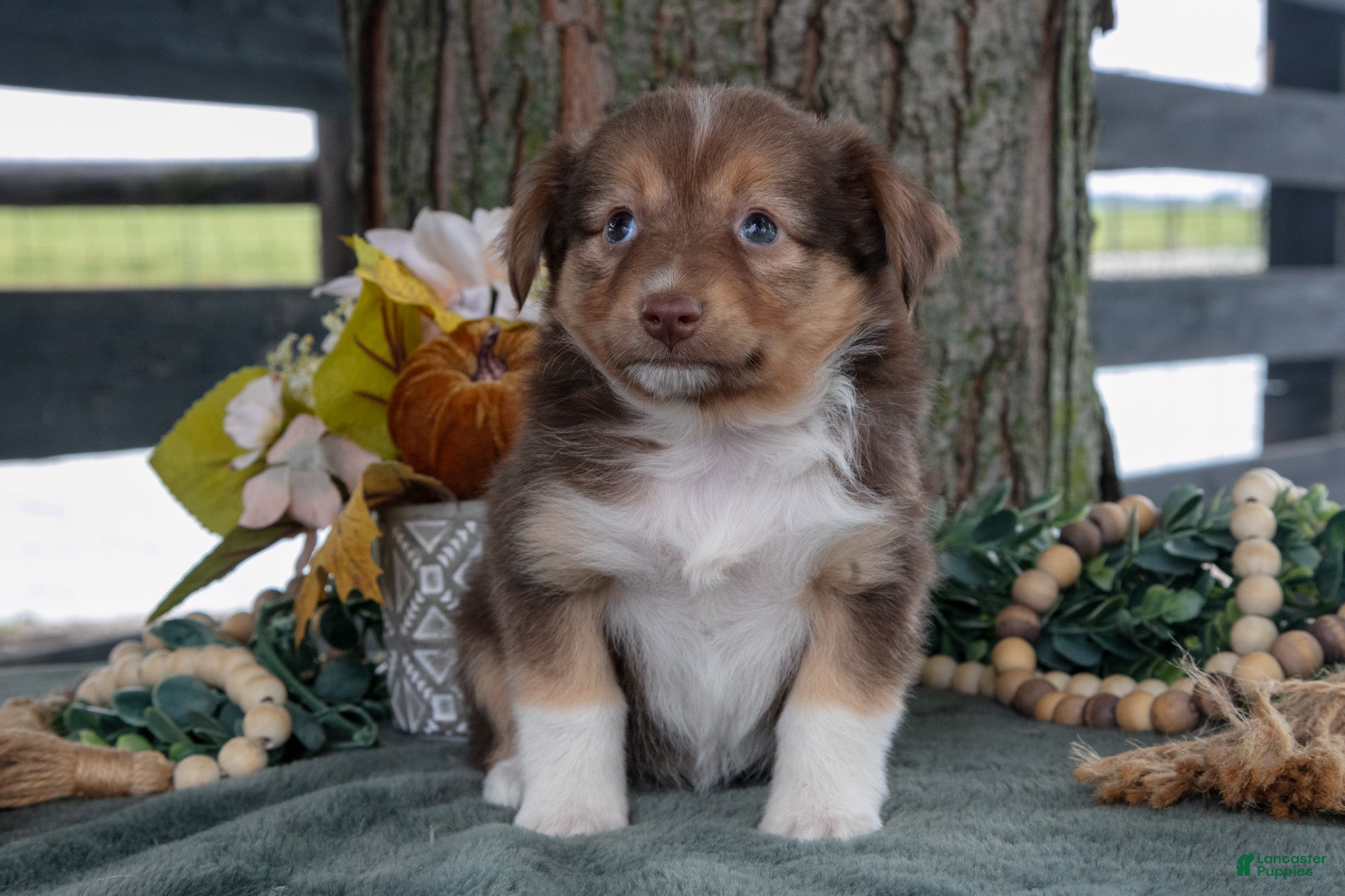 Waverly