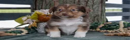 Toy Australian Shepherd dogs for sale: Waverly - Ad 1