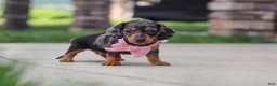 Miniature Dachshund dogs for sale: Agnes - Ad 10