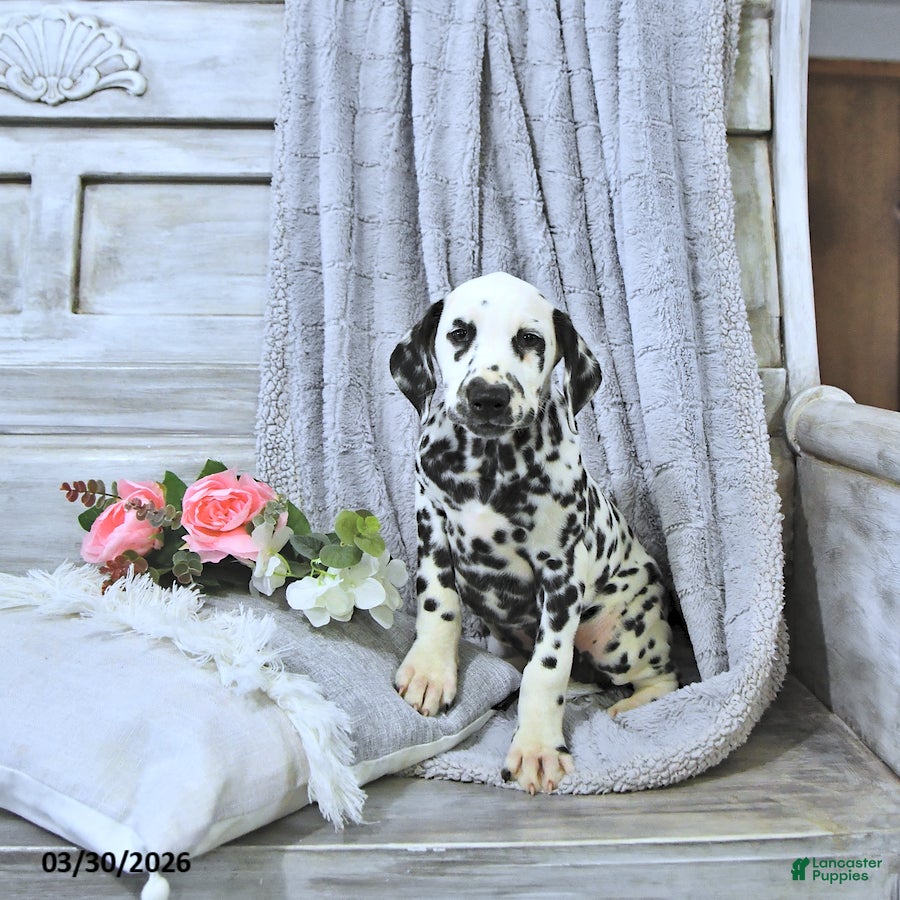Dalmatian dogs Mimi - Ad 2