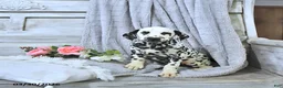 Dalmatian dogs for sale: Mimi - Ad 2