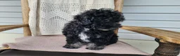 Mini Bernedoodle dogs for sale: Mia - Ad 9