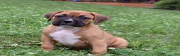 Boxer dogs for sale: Porter - Ad 12