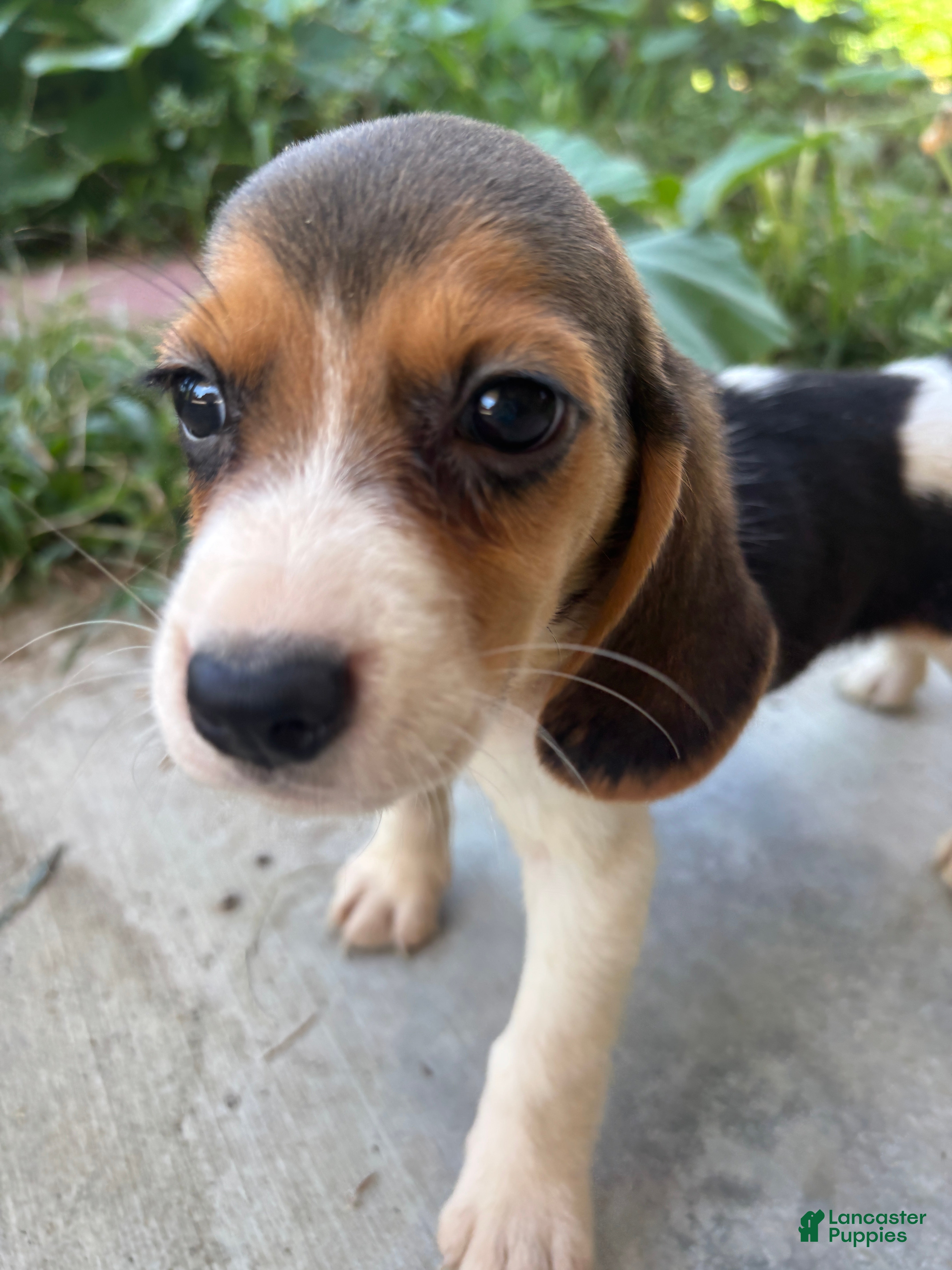 Beagle dogs Lola - Ad 5