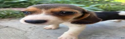 Beagle dogs for sale: Lola - Ad 1
