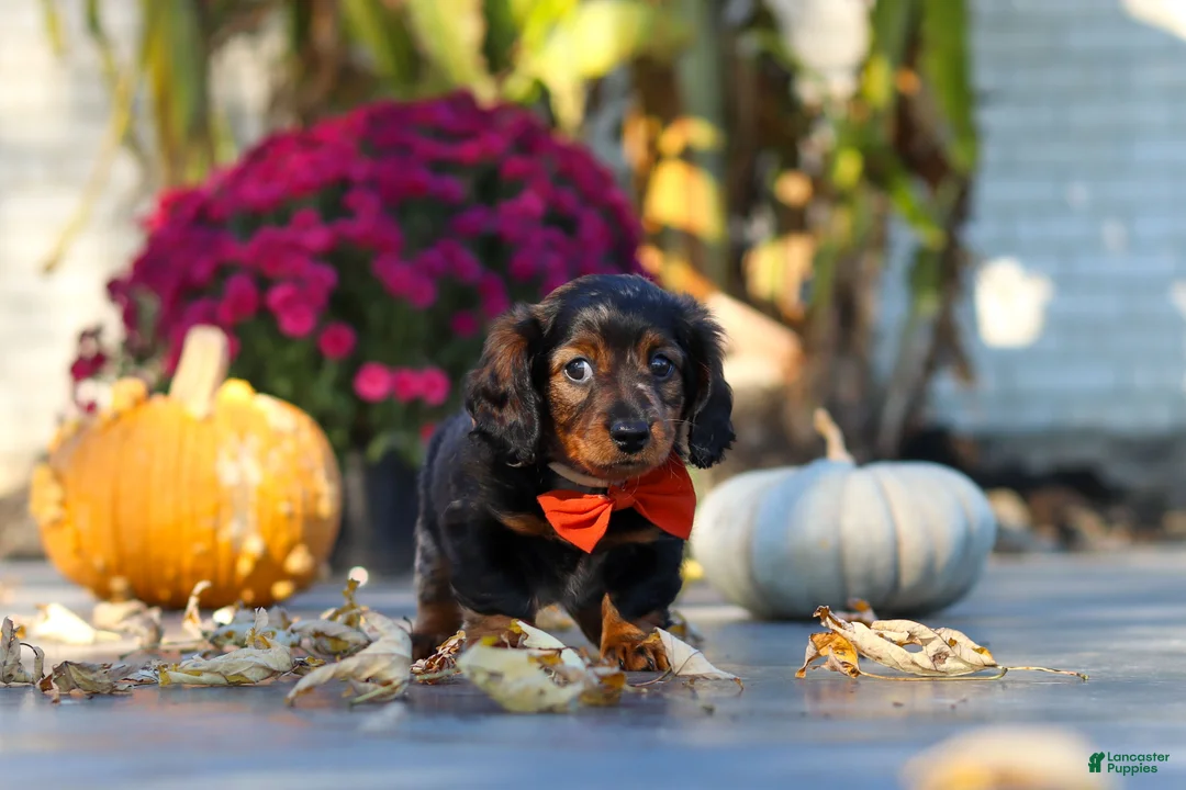 Miniature Dachshund dogs for sale: Frank - Ad 2