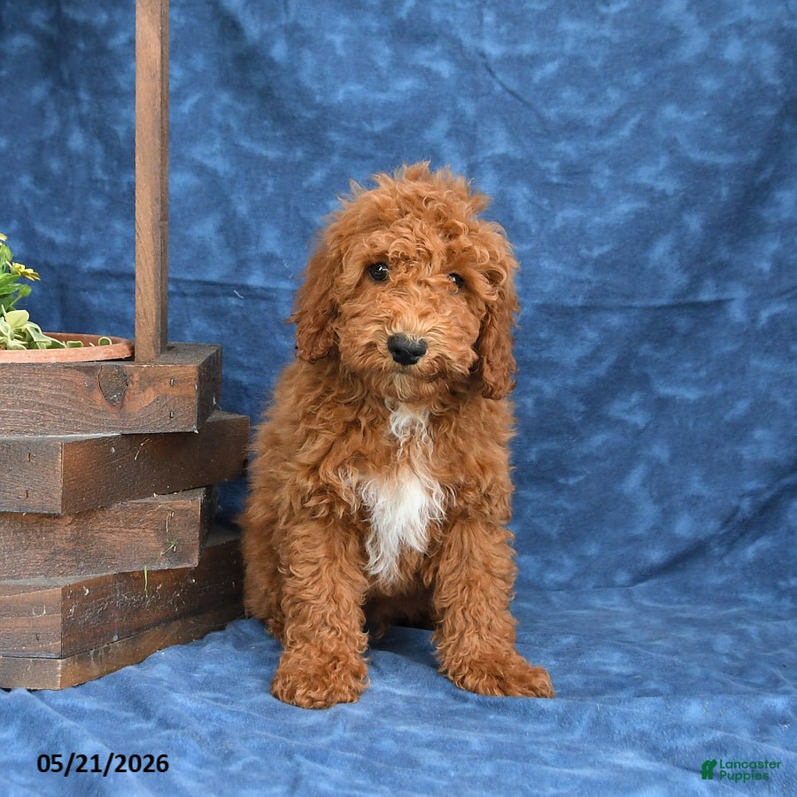 Mini Goldendoodle dogs for sale: Captain - Ad 5