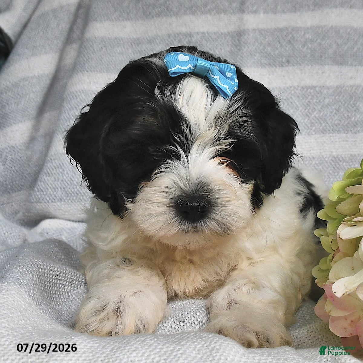 Shihpoo dogs Lincoln - Ad 2
