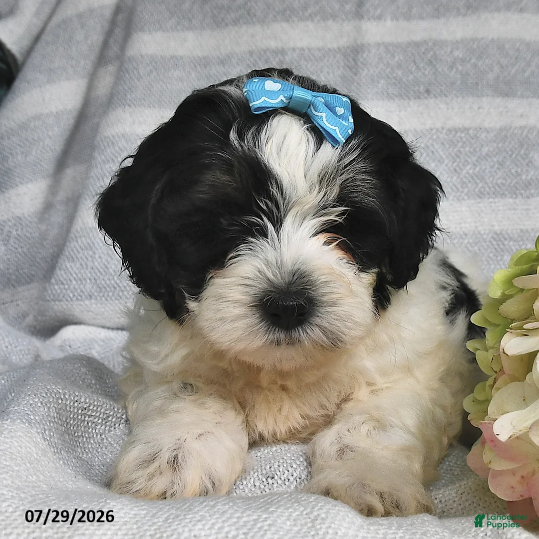 Shihpoo dogs for sale: Lincoln - Ad 2