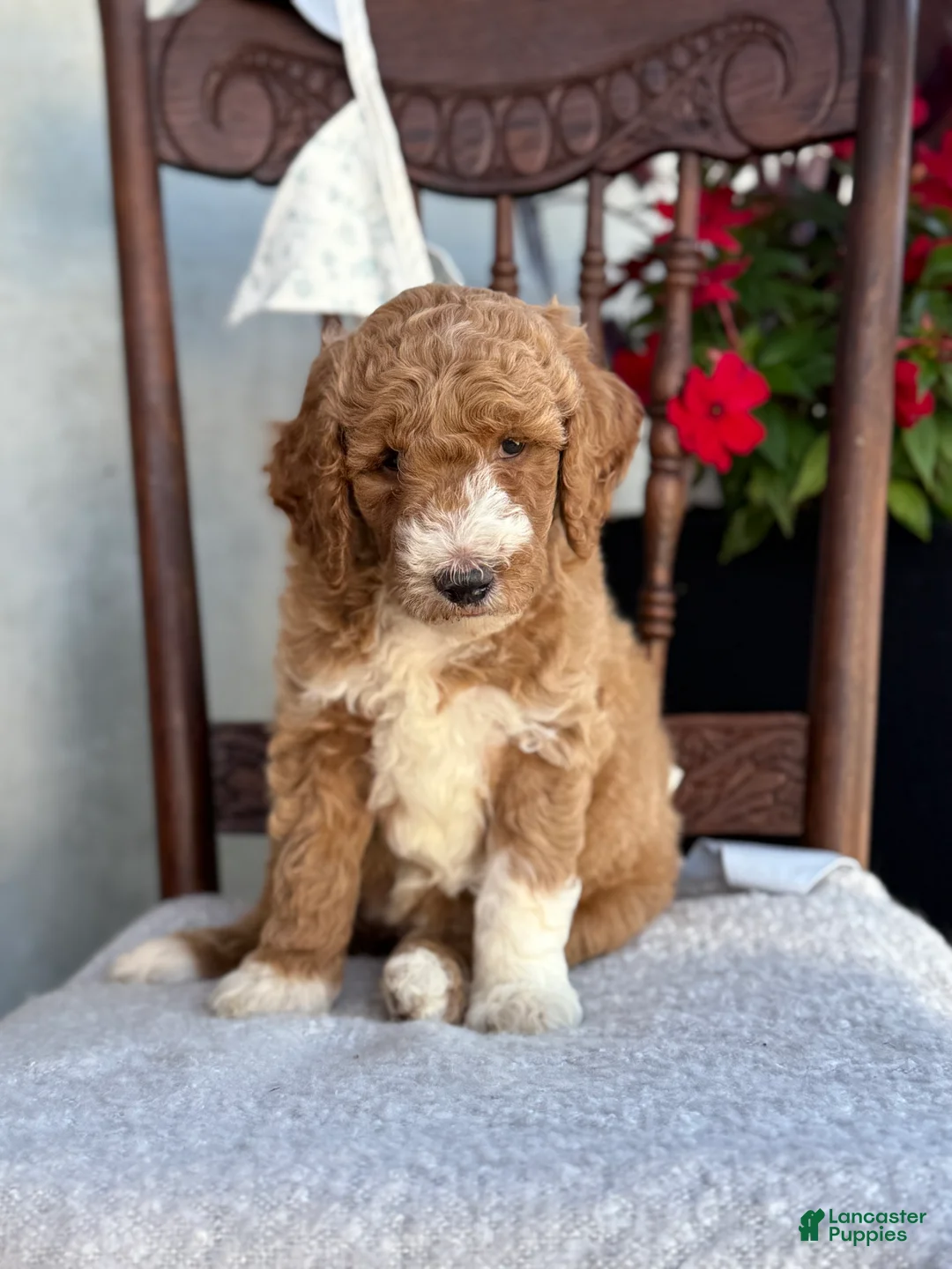 Goldendoodle dogs for sale: Coco - Ad 1