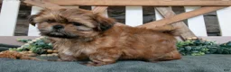 Shih Tzu dogs for sale: Dixie - Ad 2