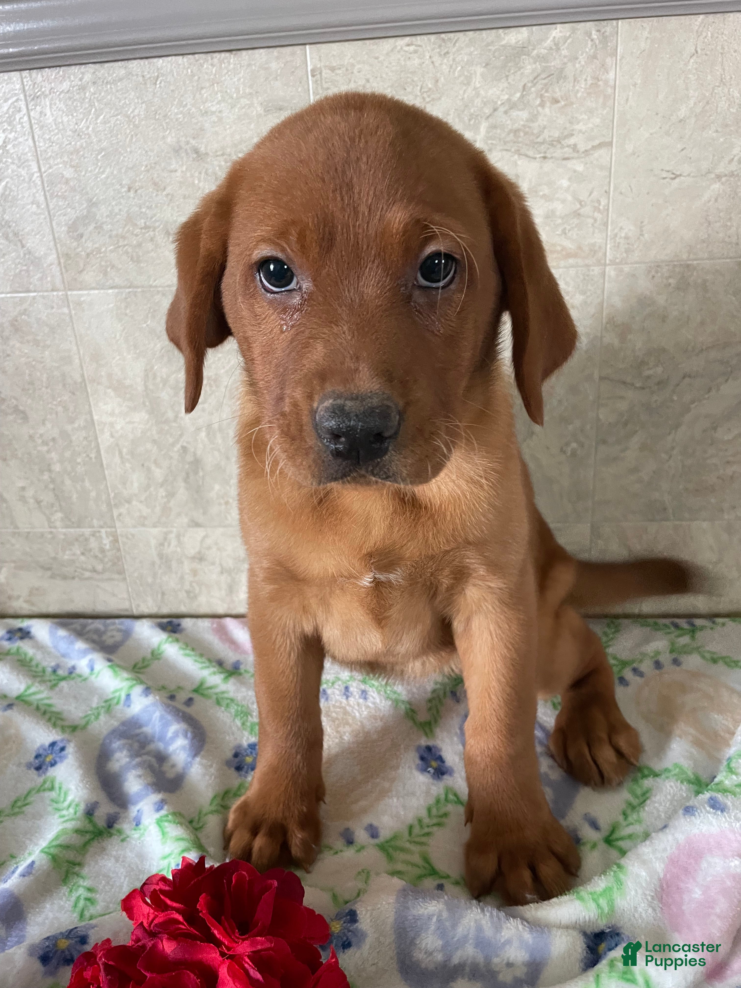 Labrador Retriever dogs Serena - Ad 20