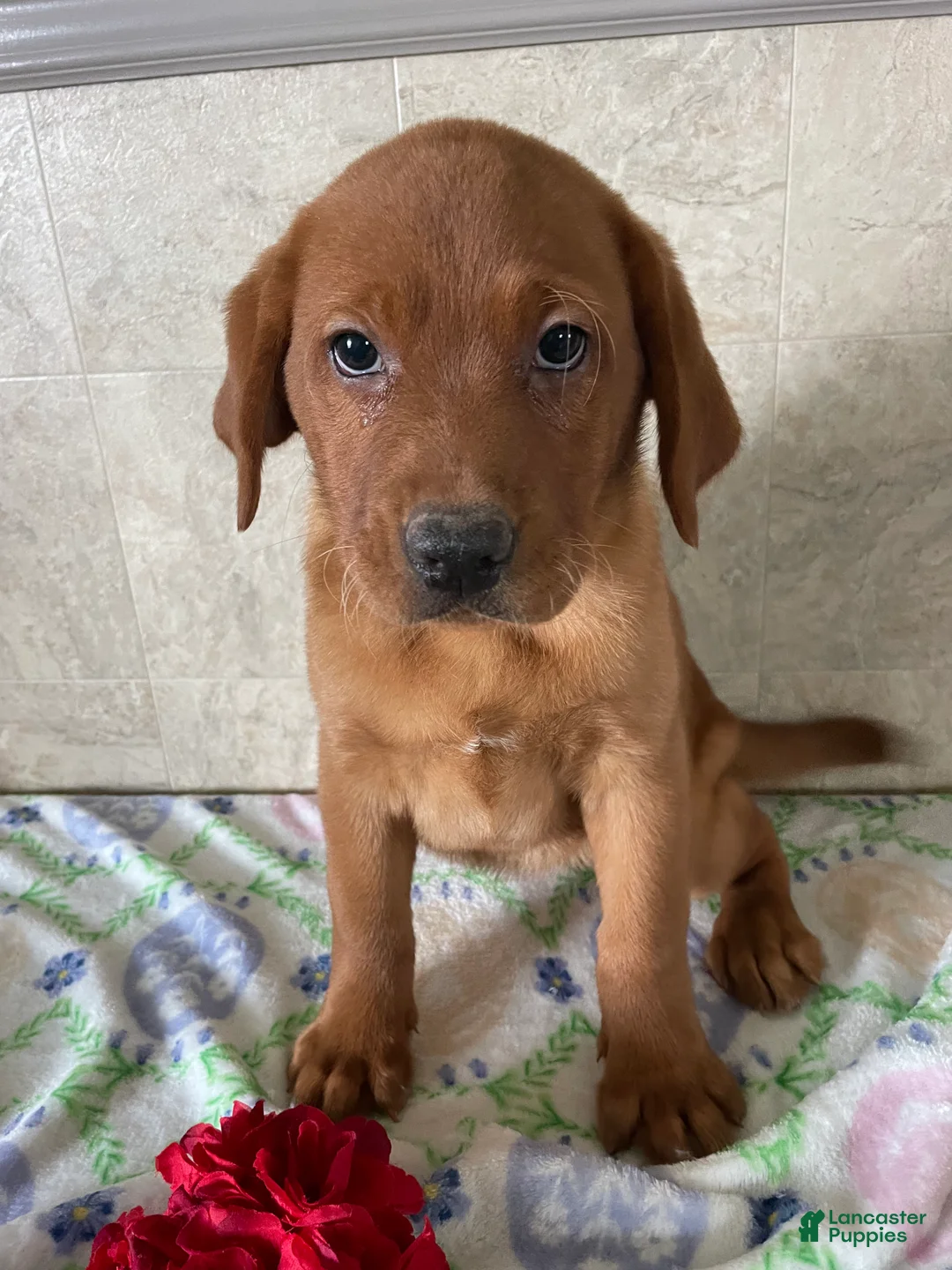 Labrador Retriever dogs for sale: Serena - Ad 4