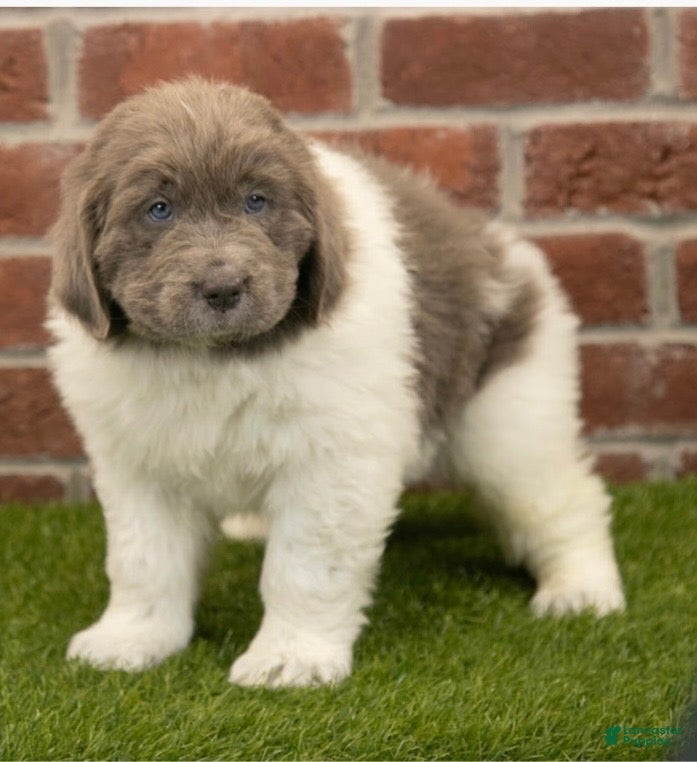 Newfoundland dogs Luna - Ad 30