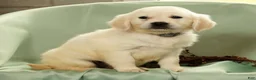 Golden Retriever dogs for sale: Golden Retriever 5 - Ad 3