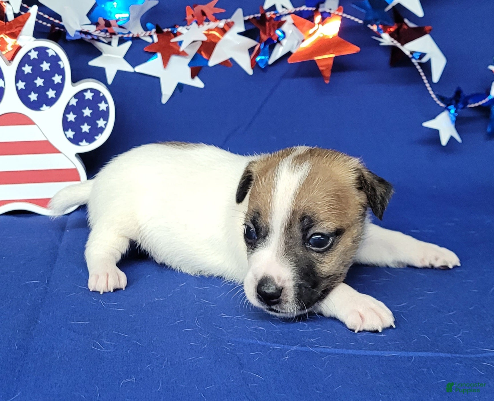 Jack Russell Terrier dogs CKC "Pilot" Delivery Available  - Ad 1