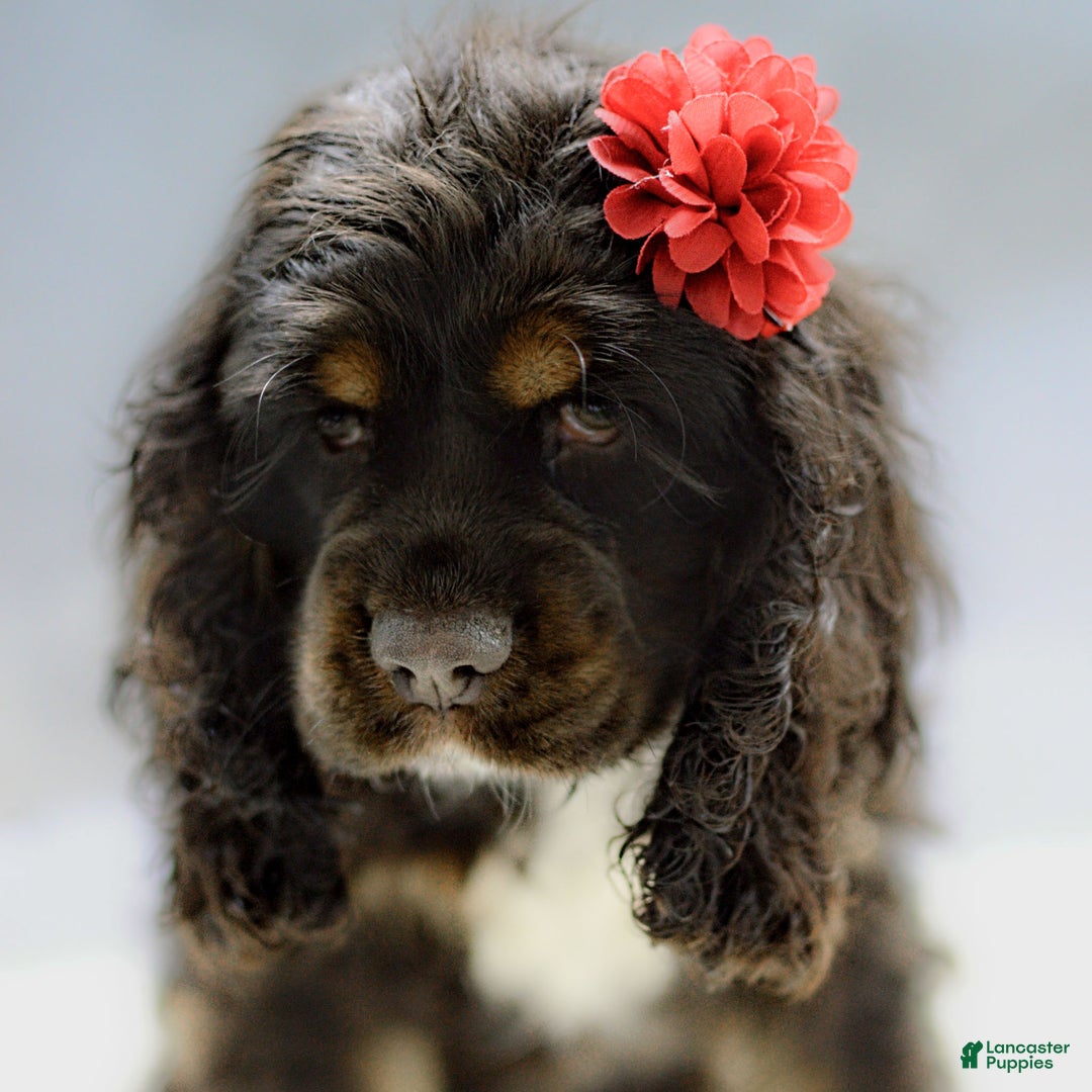 Cocker Spaniel dogs for sale: Paige - Ad 3