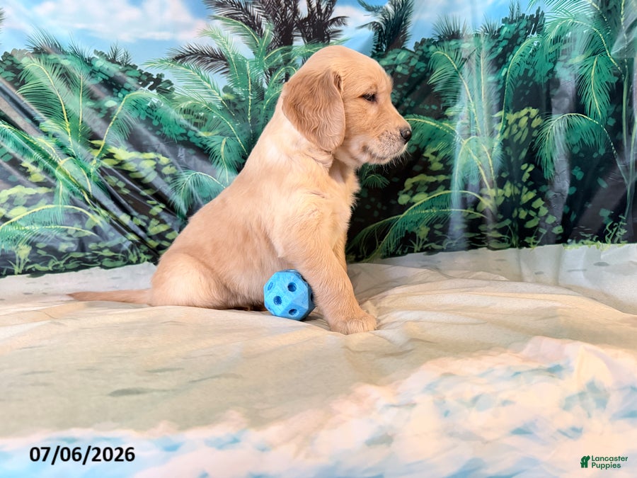Golden Retriever dogs Carson - Ad 2