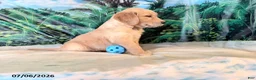 Golden Retriever dogs for sale: Carson - Ad 2