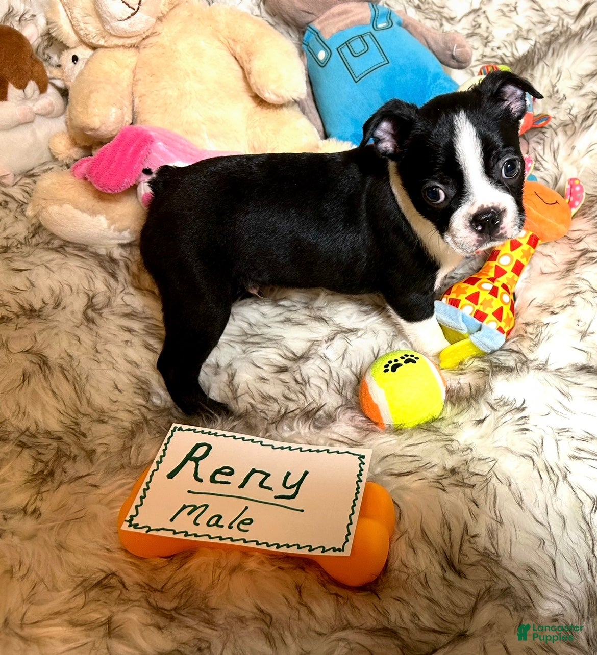 Boston Terrier dogs  Reny - Ad 2
