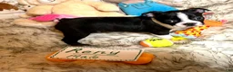 Boston Terrier dogs for sale:  Reny - Ad 2