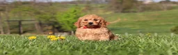 Miniature Labradoodle dogs for sale: Tigger - Ad 3