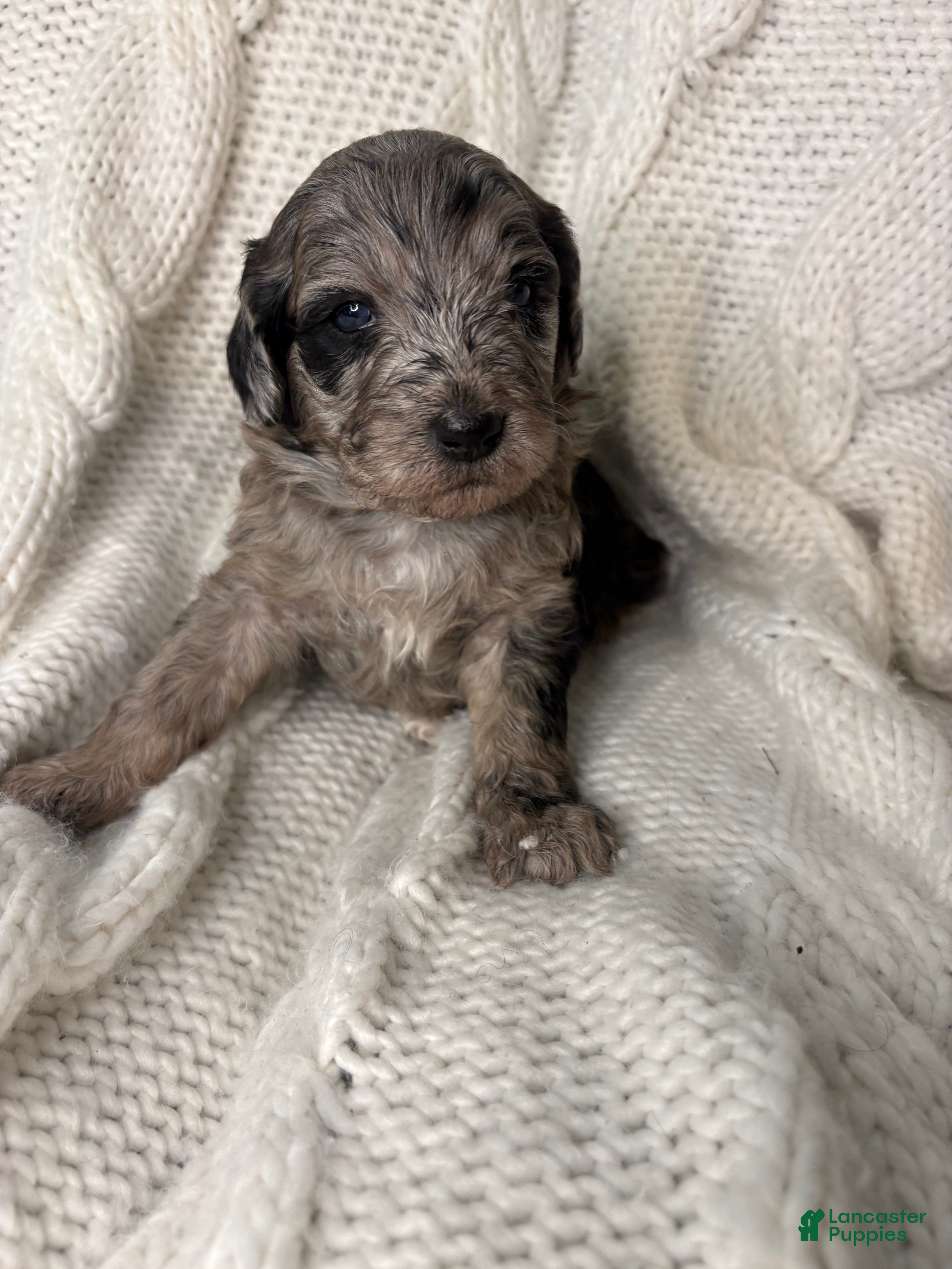 Mini Aussiedoodle dogs Mini Aussiedoodle Puppy 2 - Ad 5