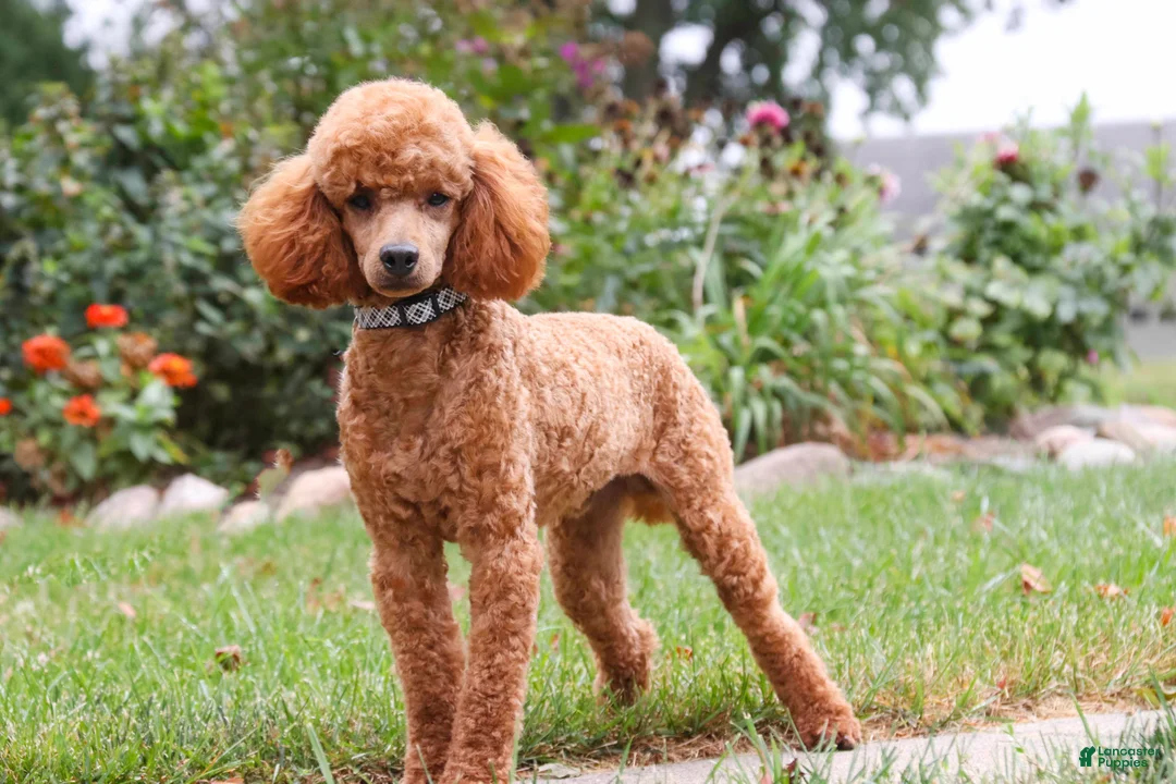 Miniature Poodle dogs for sale: Corbin - Ad 6