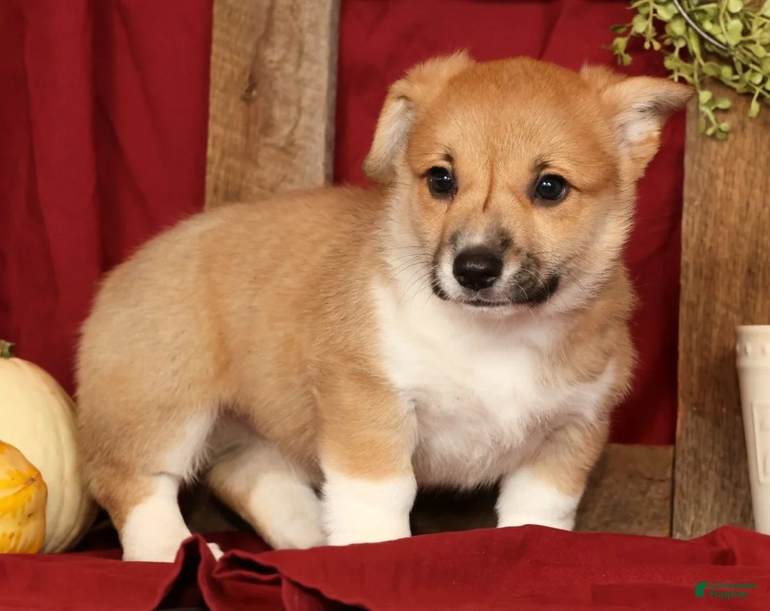 Welsh Corgi Pembroke dogs for sale: Tonya - Ad 2